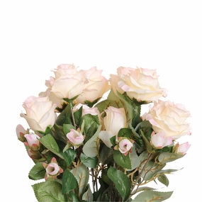ETERNITY ROSE BUSH X 12/ BLUSH