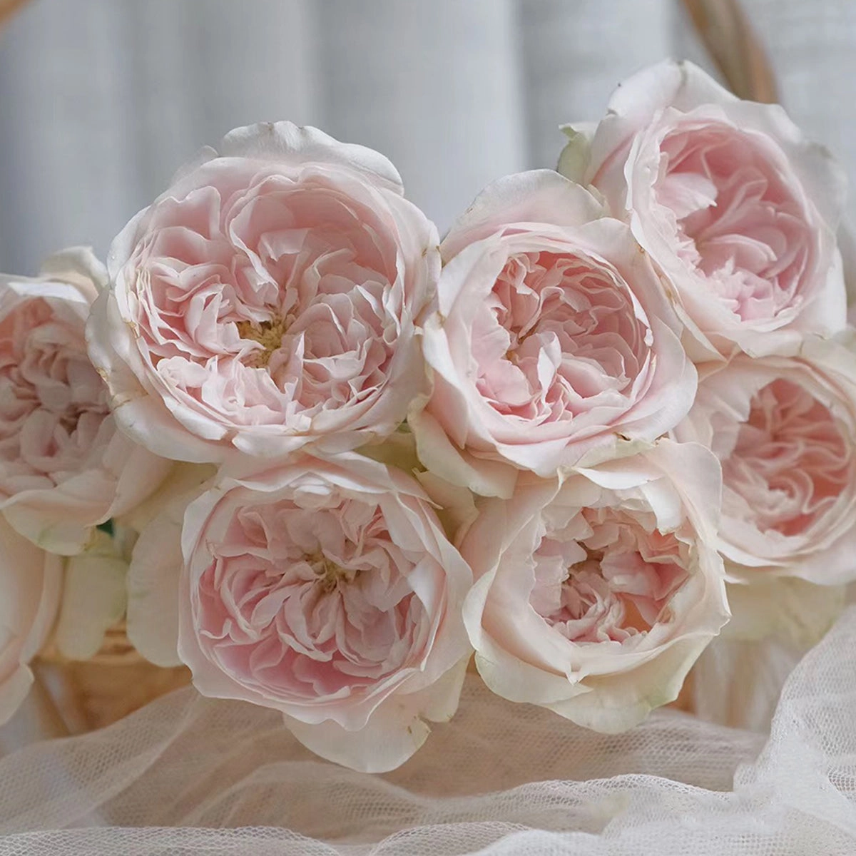 Netherlands Florist Shrub Rose Inspired by Chiffon