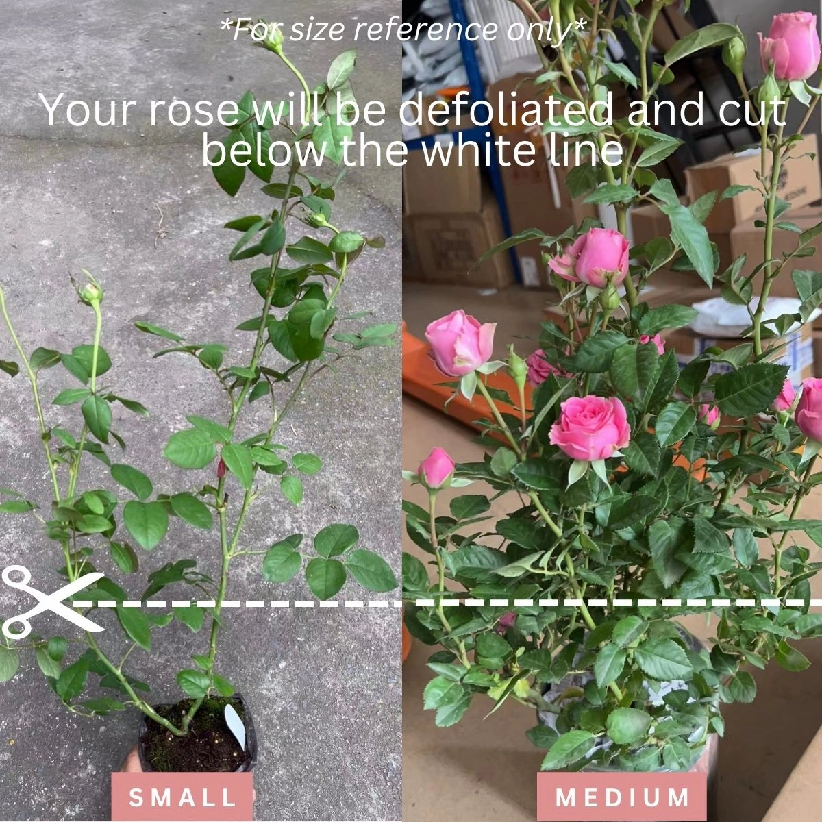 Netherlands Florist Shrub Rose Inspired by Chiffon