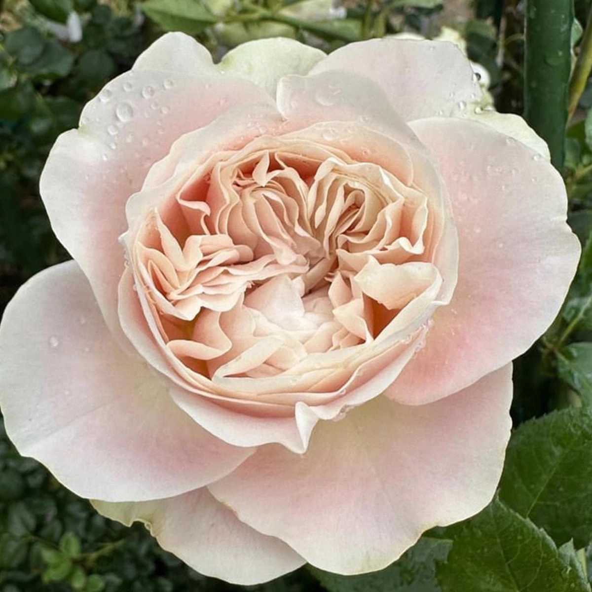 Netherlands Florist Shrub Rose Inspired by Chiffon
