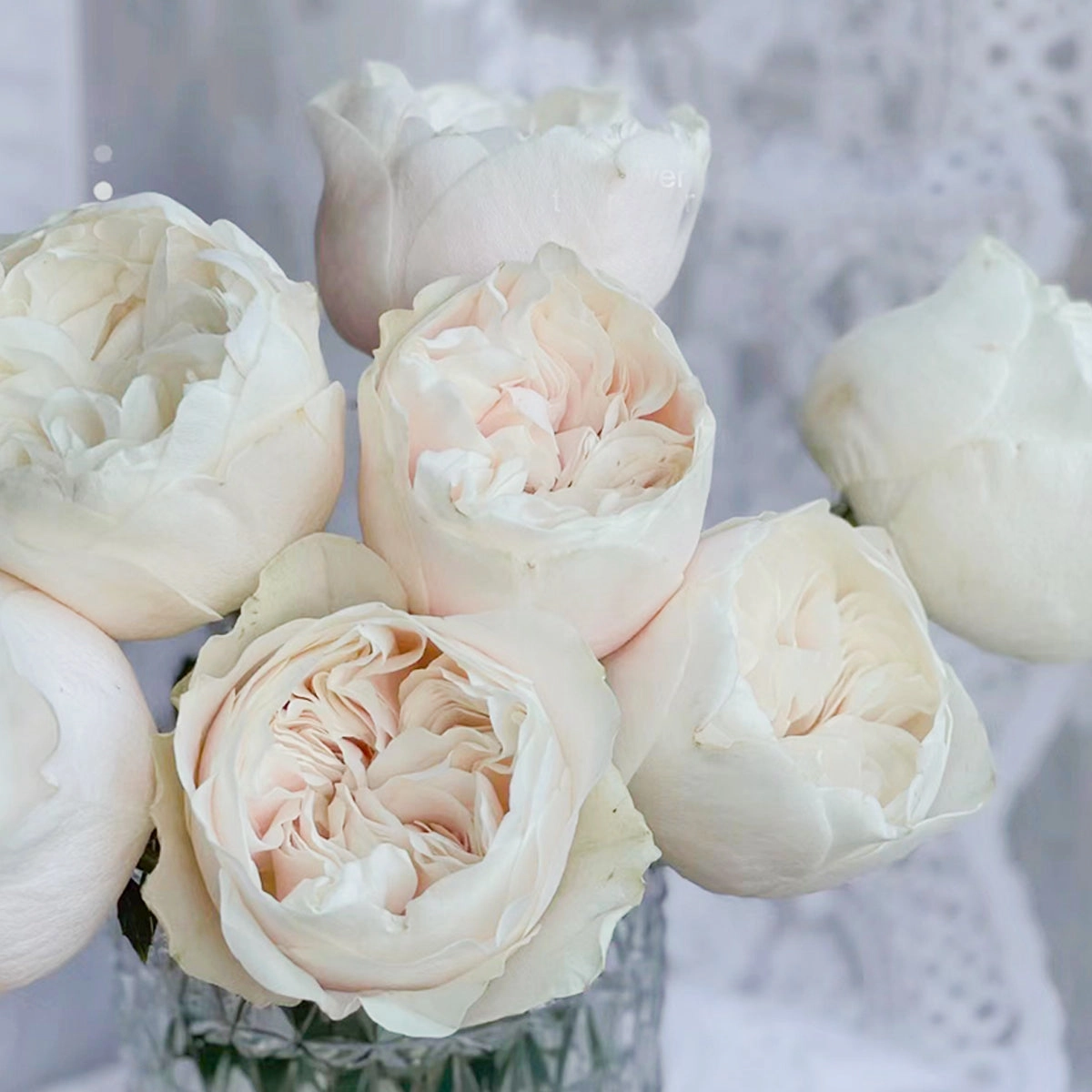 Netherlands Florist Shrub Rose Inspired by Chiffon