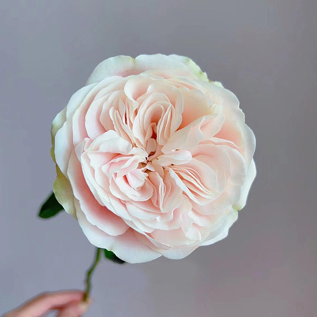 Netherlands Florist Shrub Rose Inspired by Chiffon