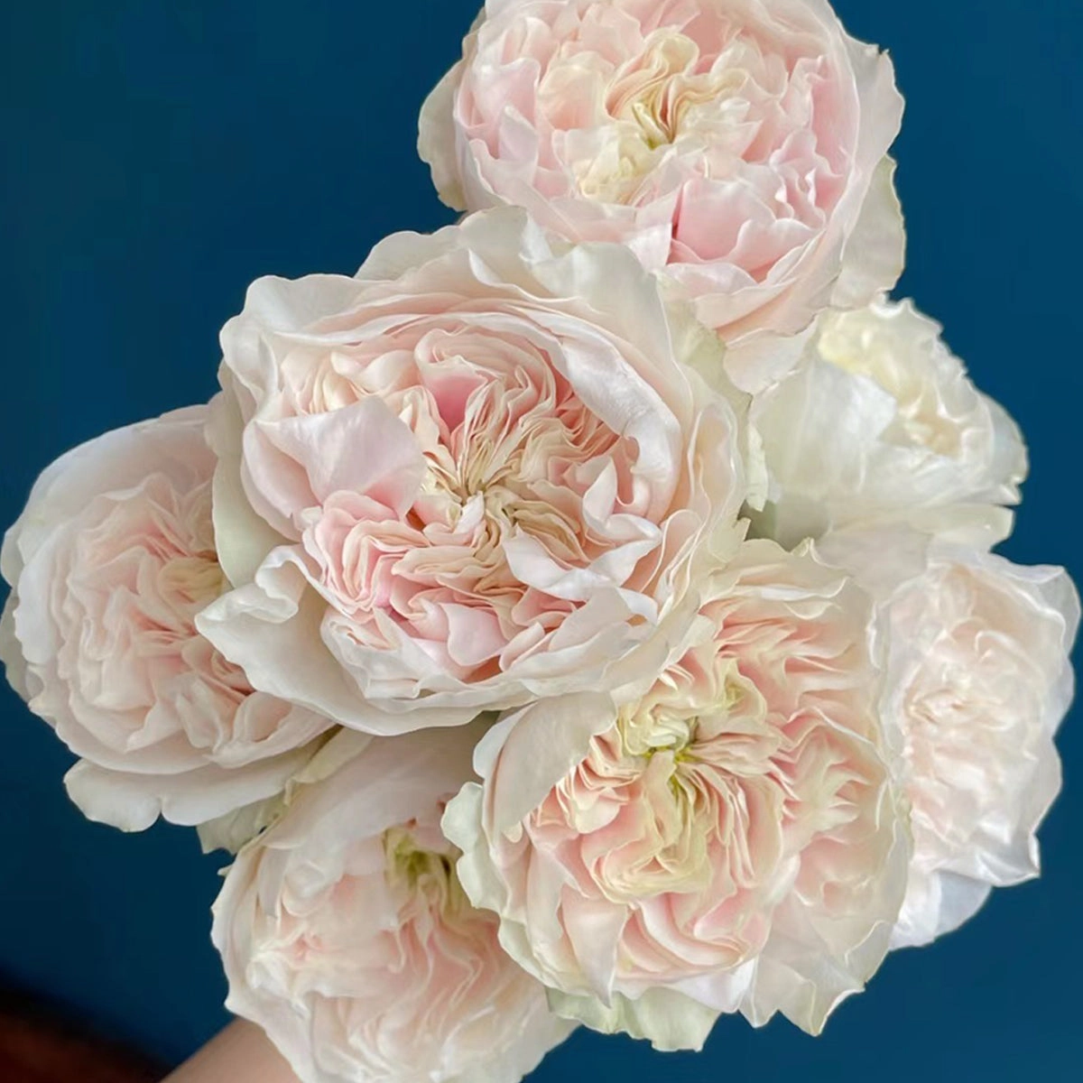 Netherlands Florist Shrub Rose Inspired by Chiffon