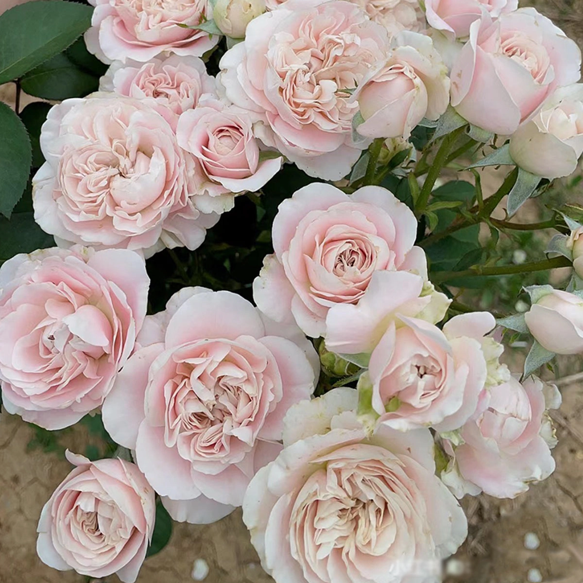 Netherlands Florist Shrub Rose Inspired by Chiffon