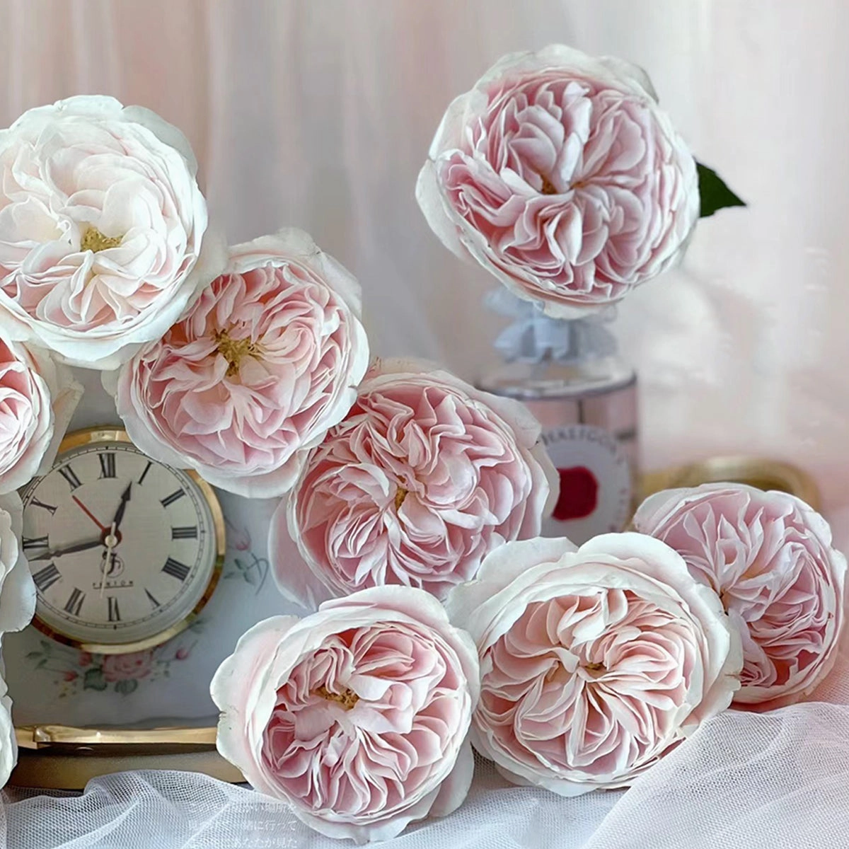 Netherlands Florist Shrub Rose Inspired by Chiffon