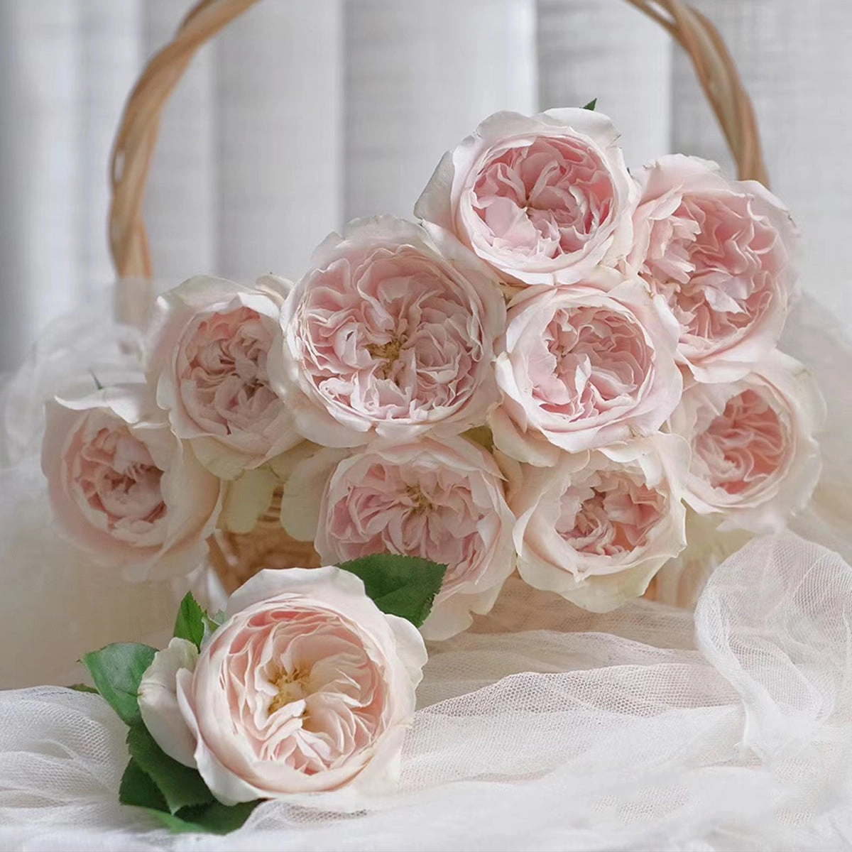 Netherlands Florist Shrub Rose Inspired by Chiffon