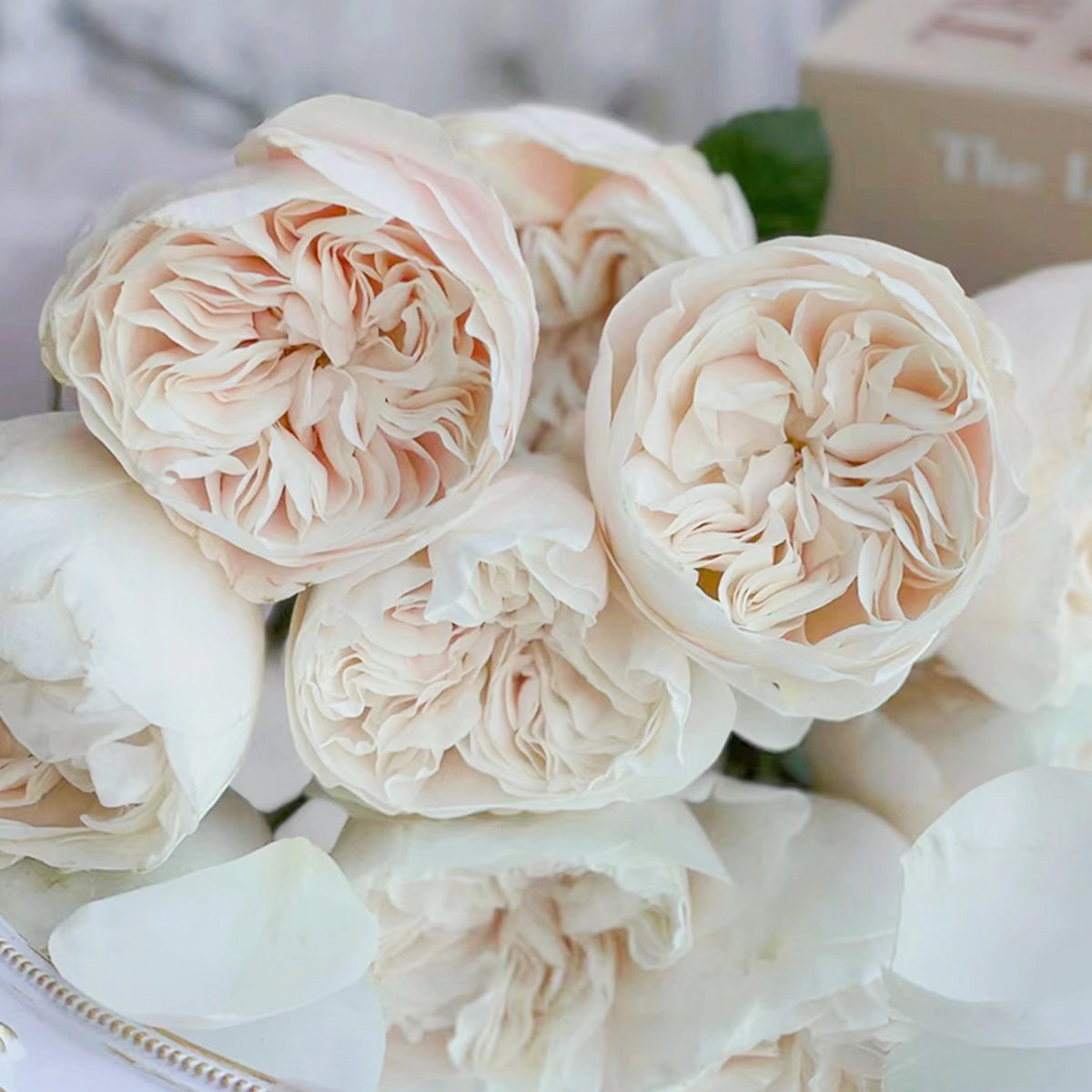 Netherlands Florist Shrub Rose Inspired by Chiffon