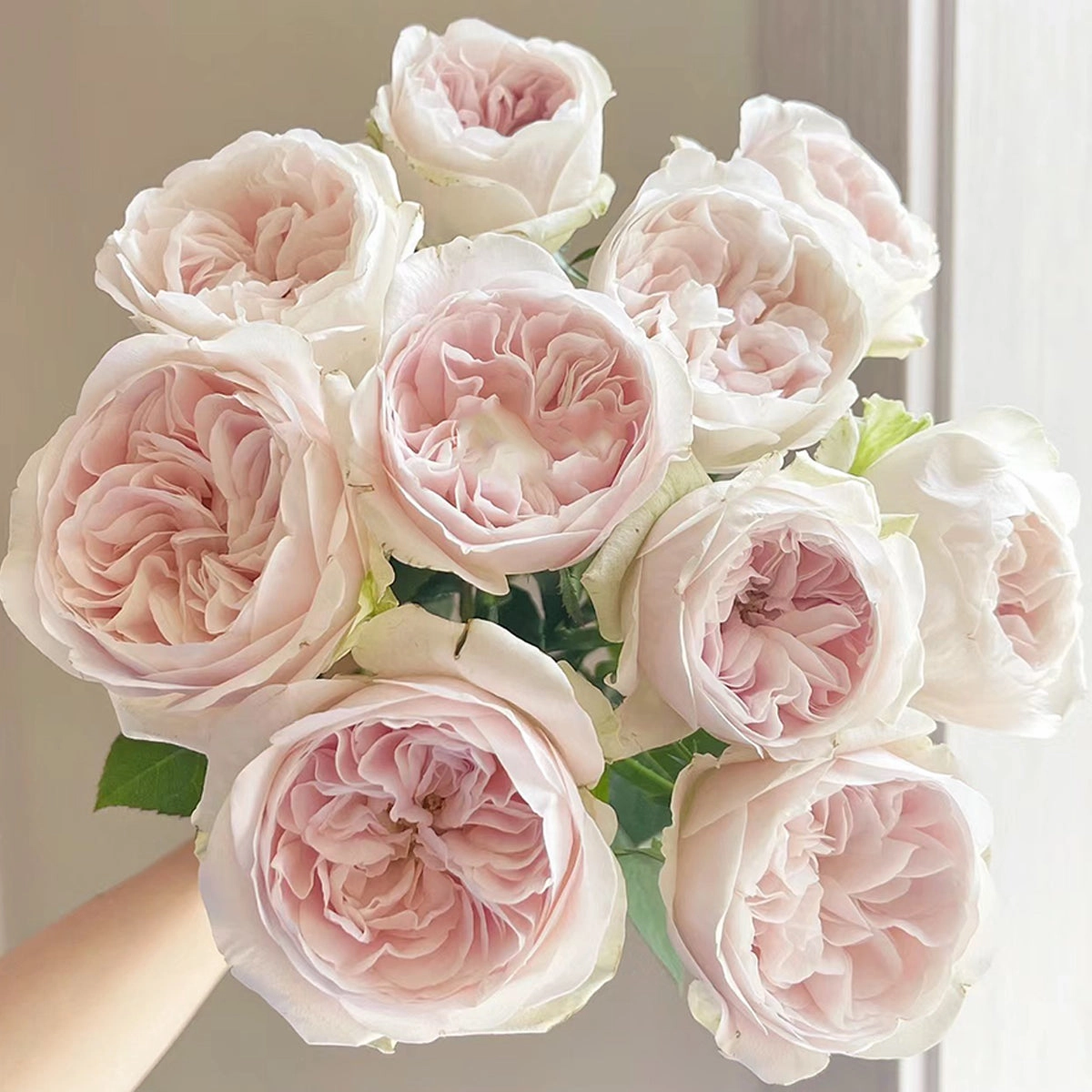 Netherlands Florist Shrub Rose Inspired by Chiffon
