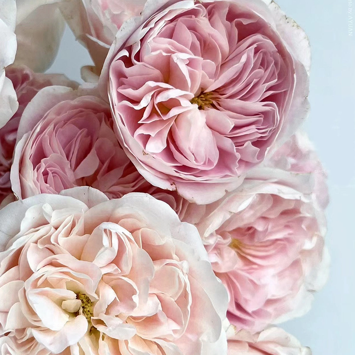 Netherlands Florist Shrub Rose Inspired by Chiffon