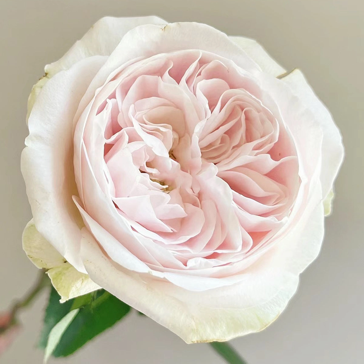 Netherlands Florist Shrub Rose Inspired by Chiffon