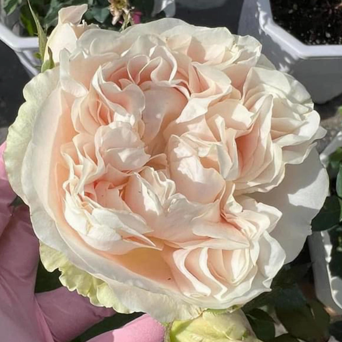 Netherlands Florist Shrub Rose Inspired by Chiffon