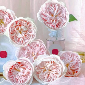 Netherlands Florist Shrub Rose Inspired by Chiffon