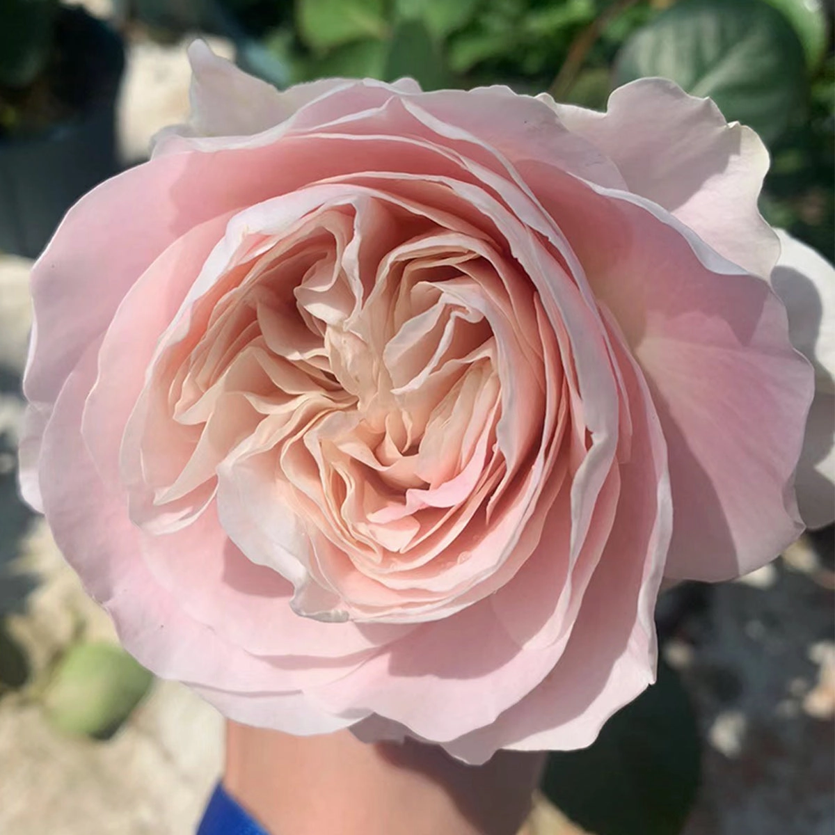 Netherlands Florist Shrub Rose Inspired by Chiffon